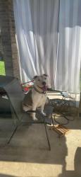 Lost Male Dog last seen Wilcrest, Houston, TX 77411