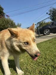 Found/Stray Female Dog last seen Durfee / Conference , El Monte, CA 91732