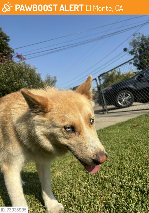 Found/Stray Female Dog last seen Durfee / Conference , El Monte, CA 91732