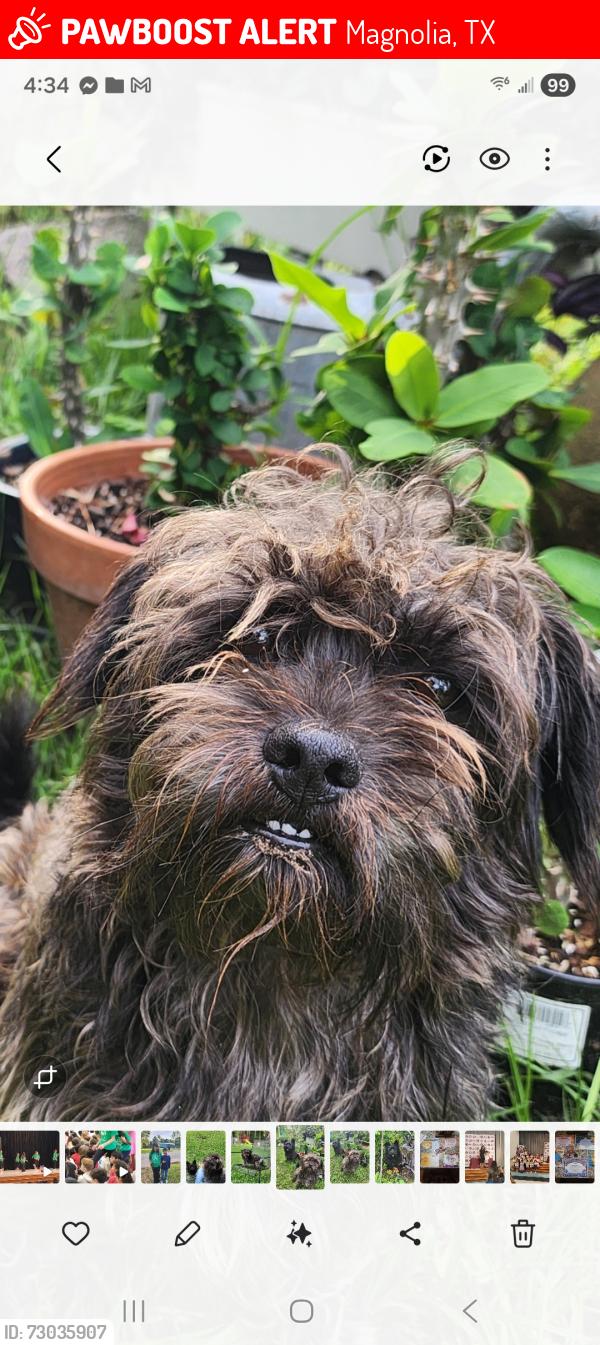 Lost Male Dog last seen Near stonehaven Dr at inverness, Magnolia, TX 77354