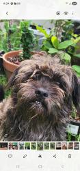 Lost Male Dog last seen Near stonehaven Dr at inverness, Magnolia, TX 77354