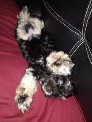Lost Female Dog last seen Hoyt and Holbrook Street, Muskegon, MI 49442