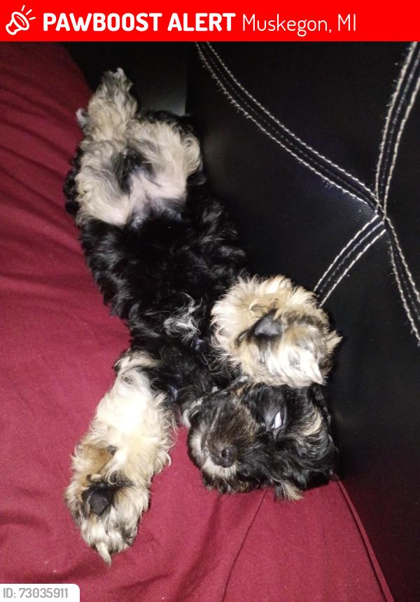 Lost Female Dog last seen Hoyt and Holbrook Street, Muskegon, MI 49442