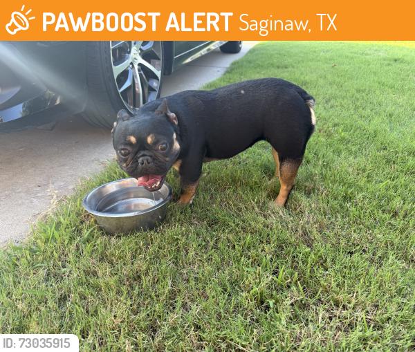 Found/Stray Female Dog last seen ILT, Saginaw, TX 76179