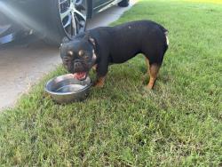 Found/Stray Female Dog last seen ILT, Saginaw, TX 76179