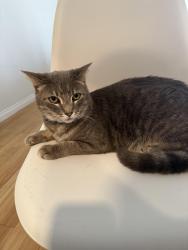 Lost Male Cat last seen 183rd and Norwalk near Elliot Elementary , Cerritos, CA 90703