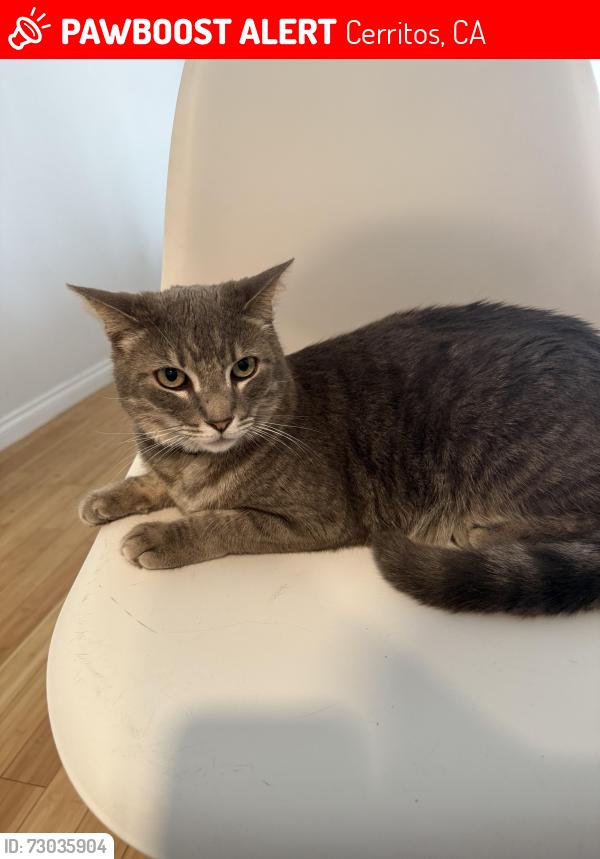 Lost Male Cat last seen 183rd and Norwalk near Elliot Elementary , Cerritos, CA 90703