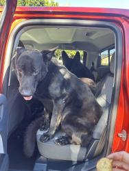 Reunited Male Dog last seen Glenhaven ave and Leeds st , Riverside, CA 92506