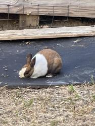 Found/Stray Unknown Rabbit last seen Regnart, Cupertino, CA 95014
