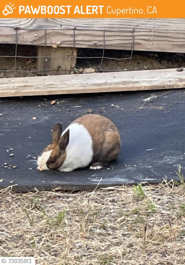 Found/Stray Unknown Rabbit last seen Regnart, Cupertino, CA 95014
