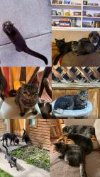 Lost Female Cat last seen Peach and third, Bozeman, MT 59715