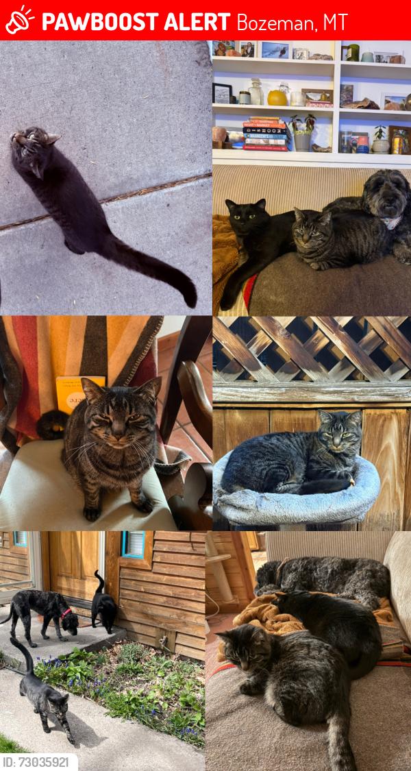 Lost Female Cat last seen Peach and third, Bozeman, MT 59715