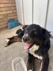 Found/Stray Male Dog last seen Monroe & Winkler, Houston, TX 77017