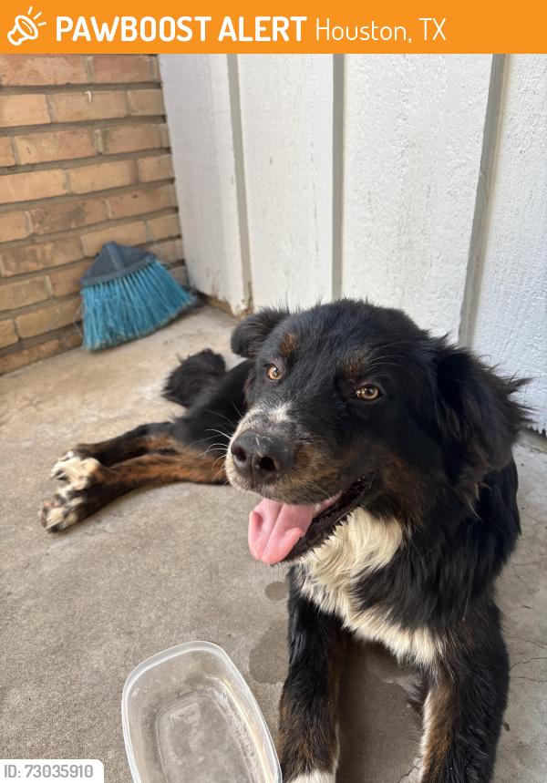Found/Stray Male Dog last seen Monroe & Winkler, Houston, TX 77017