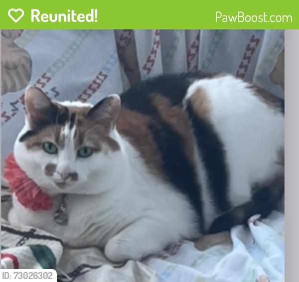 Reunited Female Cat last seen Halsey road and Nimitz , Annapolis 21401, Annapolis, MD 21401