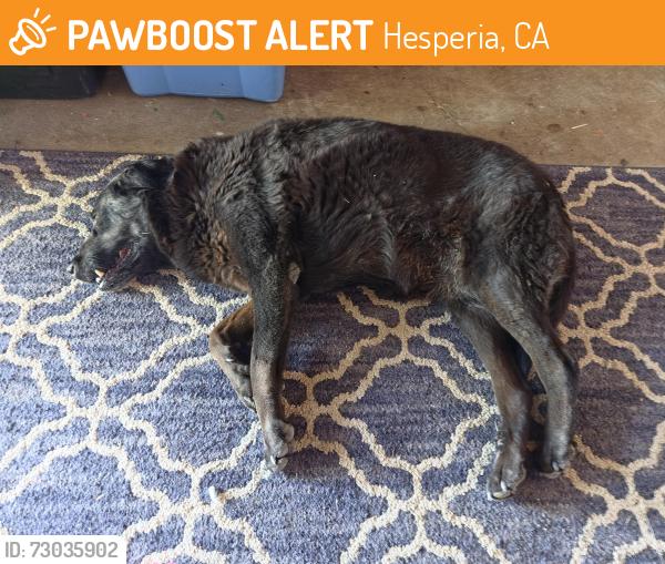 Found/Stray Female Dog last seen Mauna Loa and Cottonwood on the corner, Hesperia, CA 92345