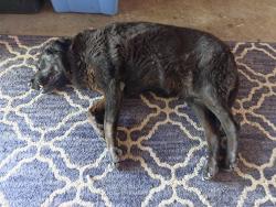 Found/Stray Female Dog last seen Mauna Loa and Cottonwood on the corner, Hesperia, CA 92345