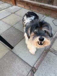 Reunited Male Dog last seen Bascom, San Jose, CA 95128
