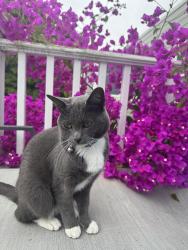 Lost Female Cat last seen Mountain Lake Park, San Francisco, CA 94118