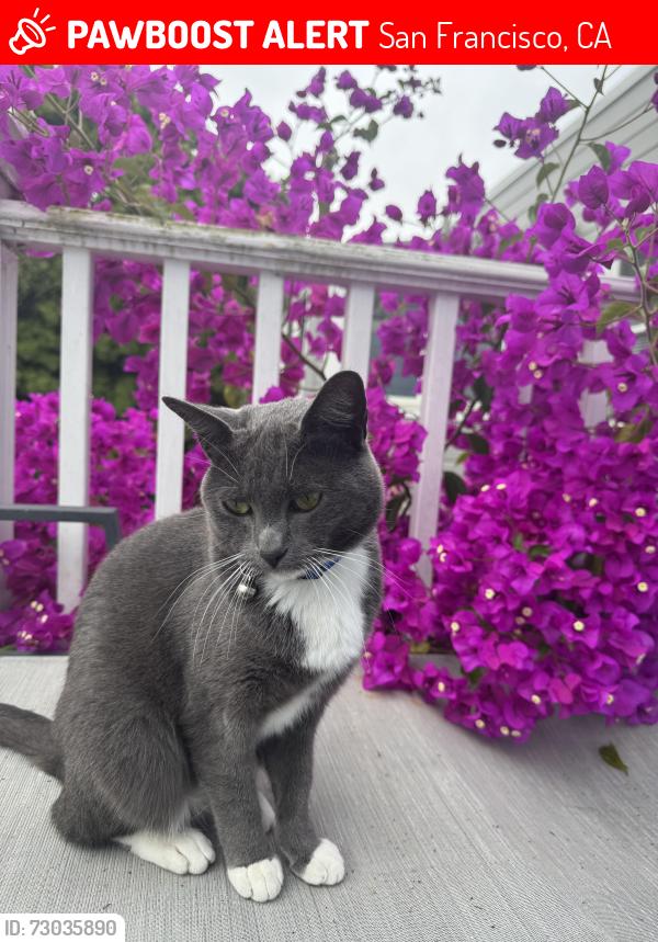 Lost Female Cat last seen Mountain Lake Park, San Francisco, CA 94118