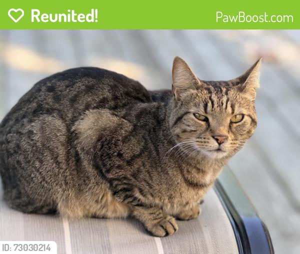 Reunited Male Cat last seen Worthington Green, Columbus, OH 43235