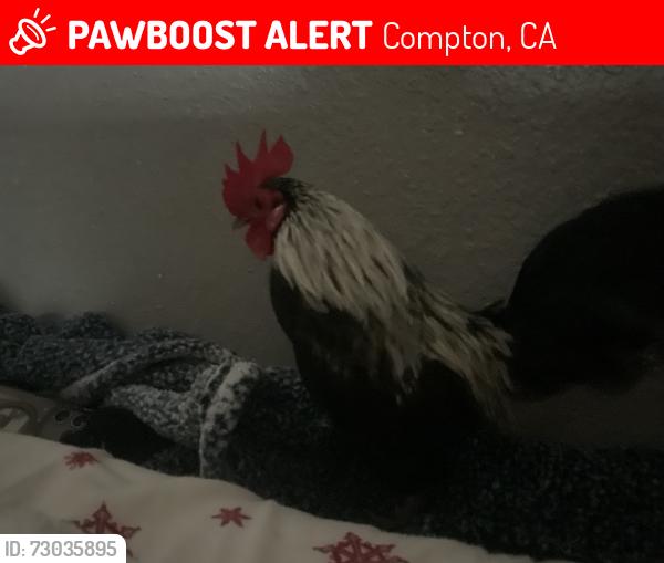 Lost Male Bird last seen Near N Willowbrook ave compton California, Compton, CA 90222