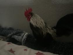 Lost Male Bird last seen Near N Willowbrook ave compton California, Compton, CA 90222