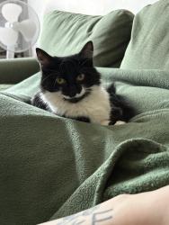 Lost Female Cat last seen Indoor cat who somehow got out, Winkfield Row, England RG12
