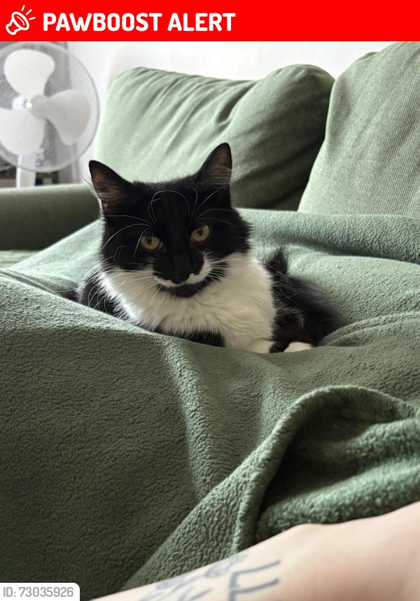 Lost Female Cat last seen Indoor cat who somehow got out, Winkfield Row, England RG12