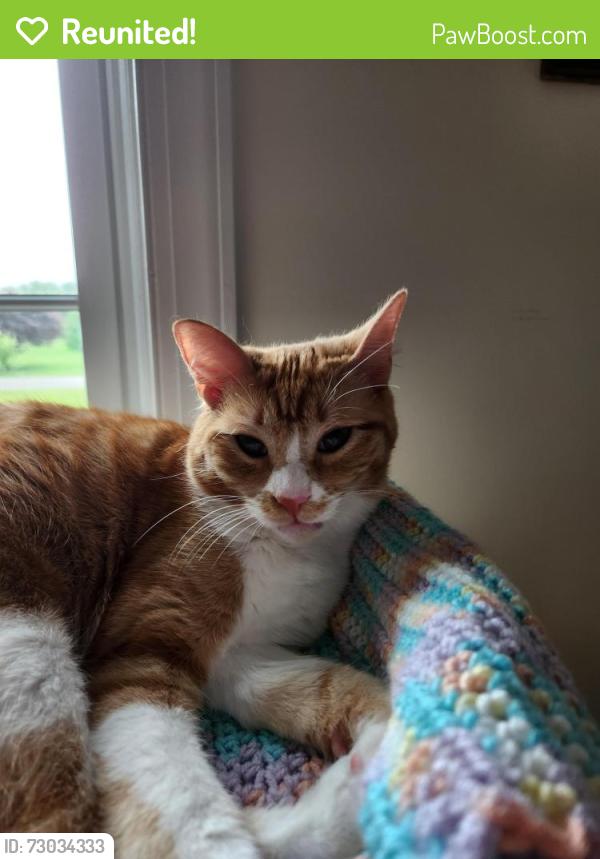 Reunited Female Cat last seen John Hanson Rd. Quackerneck Lane, Chestertown, MD 21620