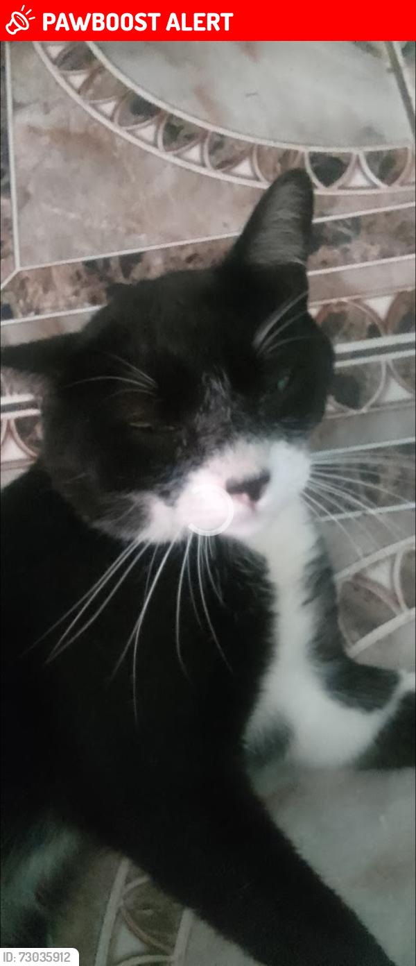 Lost Male Cat last seen Antiga boutique modas, Jardim São Matheus - Votorantim - SP, SP 18113-796
