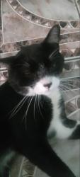 Lost Male Cat last seen Antiga boutique modas, Jardim São Matheus - Votorantim - SP, SP 18113-796