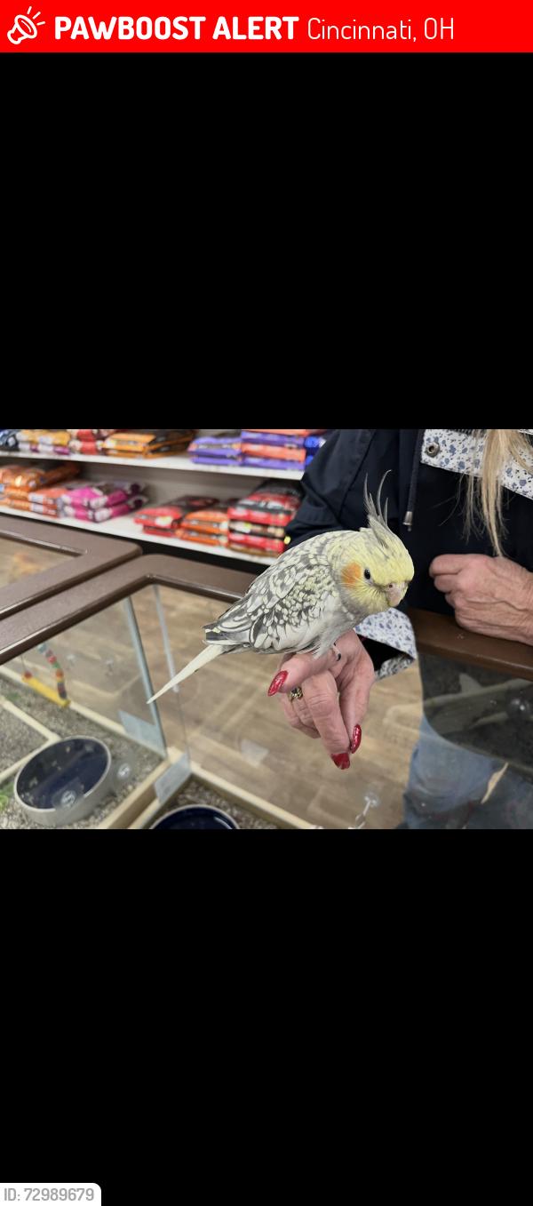 Lost Female Bird last seen Cincinnati green twp/bridgetown, Cincinnati, OH 45238
