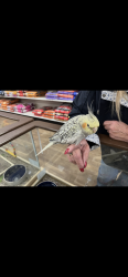 Lost Female Bird last seen Cincinnati green twp/bridgetown, Cincinnati, OH 45238