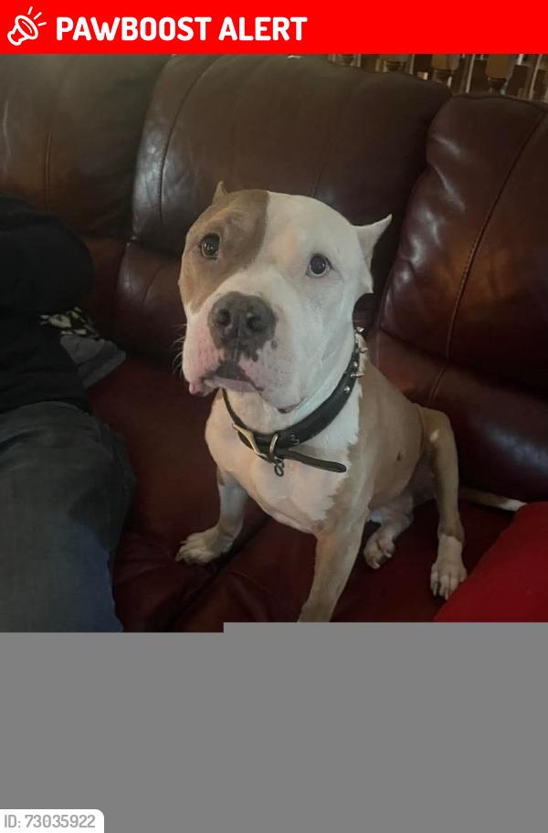 Lost Female Dog last seen Thompson ave & 16th, South St paul, South Saint Paul, MN 55075