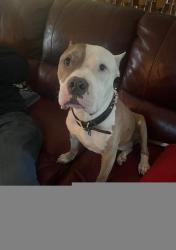 Lost Female Dog last seen Thompson ave & 16th, South St paul, South Saint Paul, MN 55075