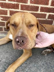 Found/Stray Male Dog last seen Acadia and Main, Winston-Salem, NC 27107