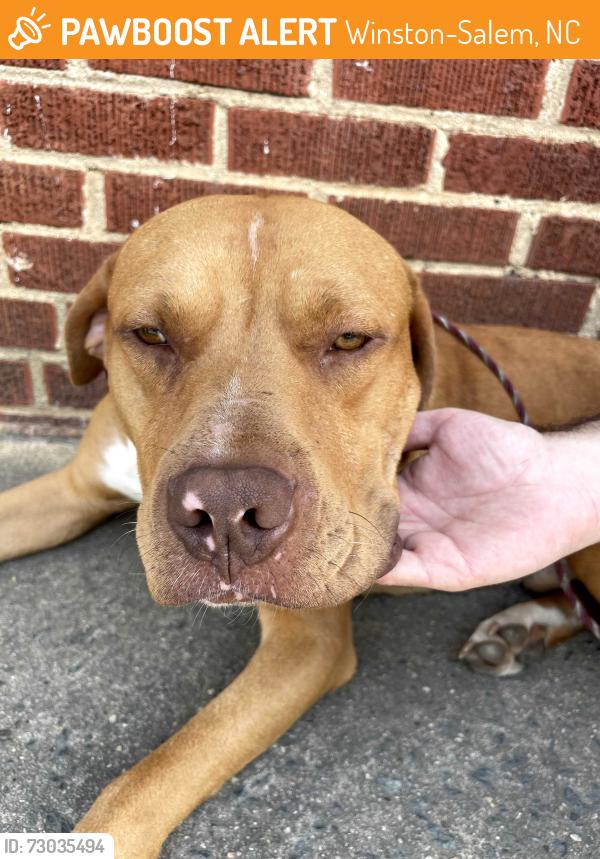 Found/Stray Male Dog last seen Acadia and Main, Winston-Salem, NC 27107