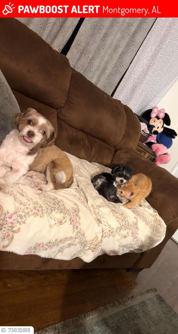 Lost Female Dog last seen Federal drive Montgomery al , Montgomery, AL 36109