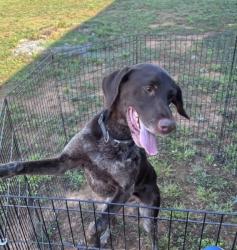 Found/Stray Female Dog last seen Highway 49, Asheboro, NC 27205