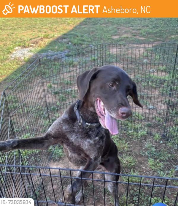 Found/Stray Female Dog last seen Highway 49, Asheboro, NC 27205