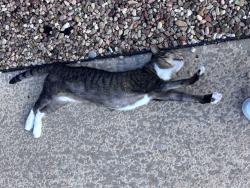 Lost Female Cat last seen Midlothian High school, Midlothian, TX 76065