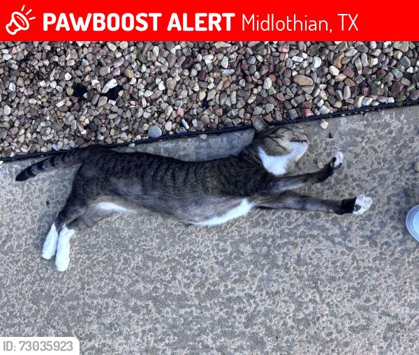 Lost Female Cat last seen Midlothian High school, Midlothian, TX 76065