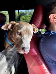 Lost Male Dog last seen Was last seen running towards The Bronx River Parkway trail, Tuckahoe, NY 10707