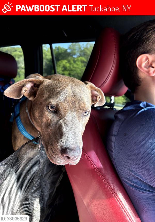 Lost Male Dog last seen Was last seen running towards The Bronx River Parkway trail, Tuckahoe, NY 10707