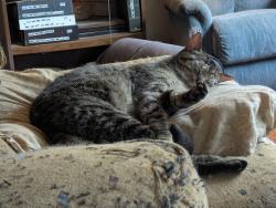 Reunited Male Cat last seen Catalpa Ave, St. Charles Township, IL 60174