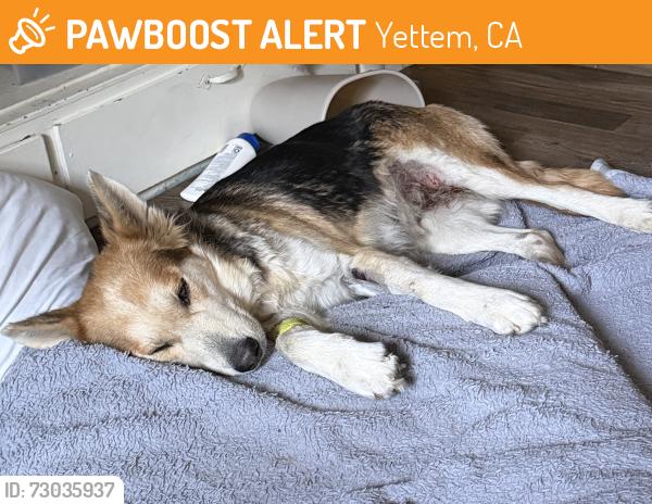 Found/Stray Female Dog last seen Road 144 in Yettem , Yettem, CA 93670