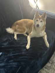 Lost Female Dog last seen Near Ledson Ct. Charlotte NC 28214, Charlotte, NC 28214