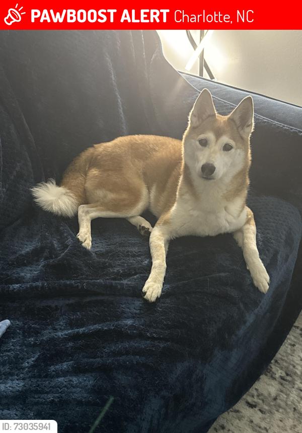 Lost Female Dog last seen Near Ledson Ct. Charlotte NC 28214, Charlotte, NC 28214