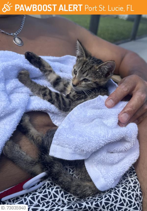 Found/Stray Unknown Cat last seen SE Odonnell lane PSL, Port St. Lucie, FL 34983